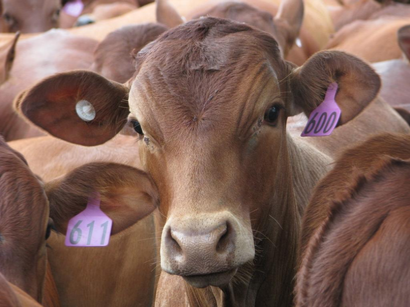 Z Tags cattle
