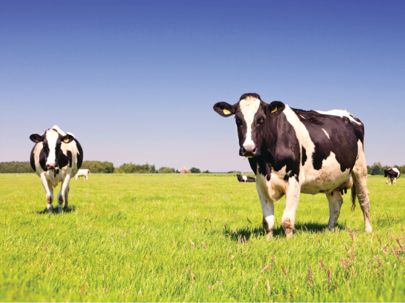 Cows in a field