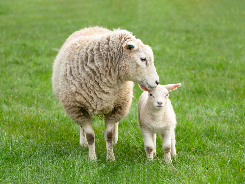 Lamb