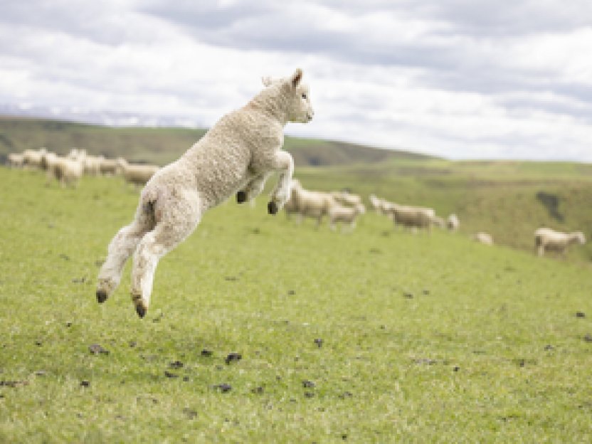 Prattley_Sheep