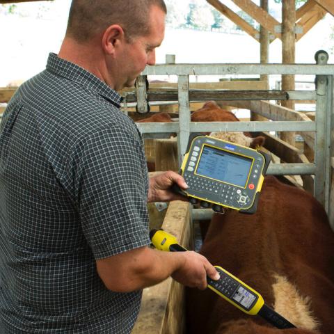 Main scanning cows