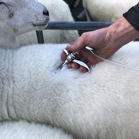 Sheep getting an injection