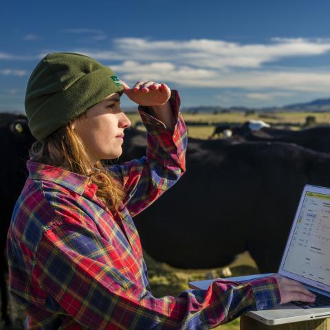 Farmer with laptop and cattle – Active Tag software