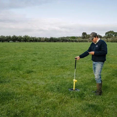 livestock measuring pasture