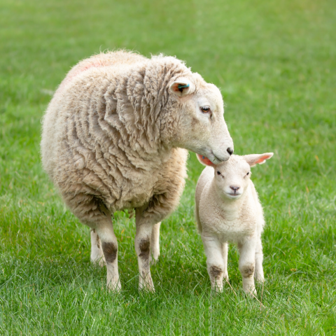 Lamb