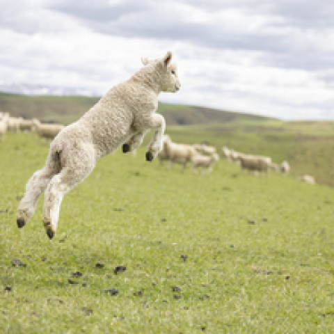 Prattley_Sheep