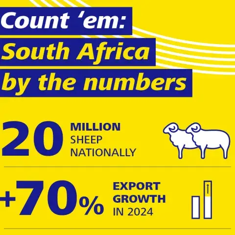 Counting the sheep south africa