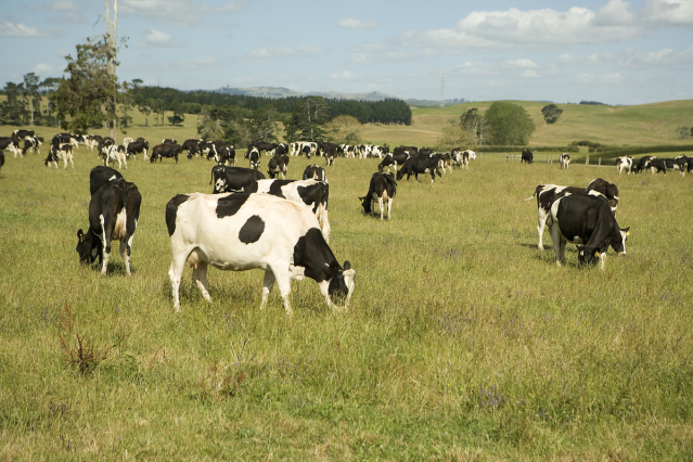 Healthy cows in pasture