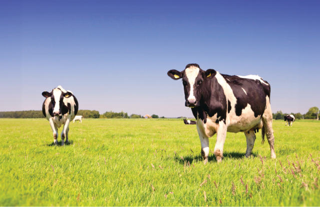 Cows in a field