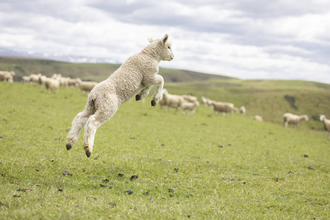 Prattley_Sheep