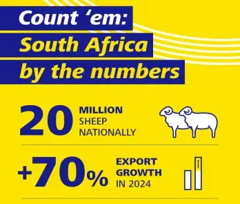 Counting the sheep south africa